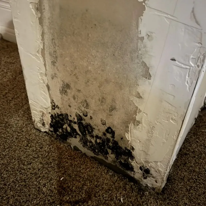 Professional Mold Removal in Short Pump, VA